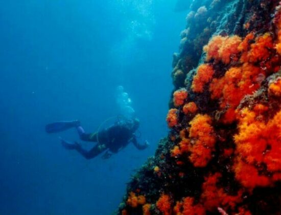 Scuba Tours