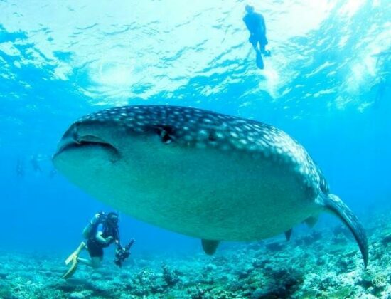 Euro-Divers Vilamendhoo