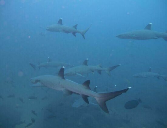 Panama Dive Center