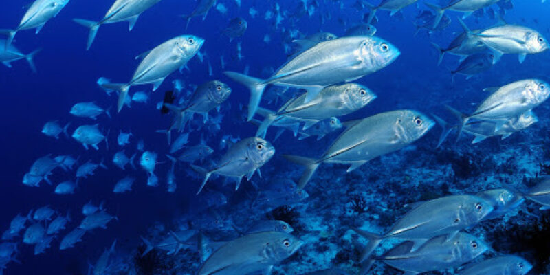 Dive Passion Mauritius