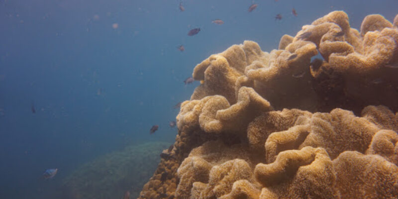 Blue Coral Diving