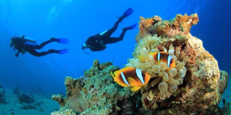 Langkawi Coral