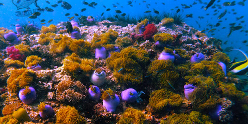 Sharkey Scuba Ltd. Part.