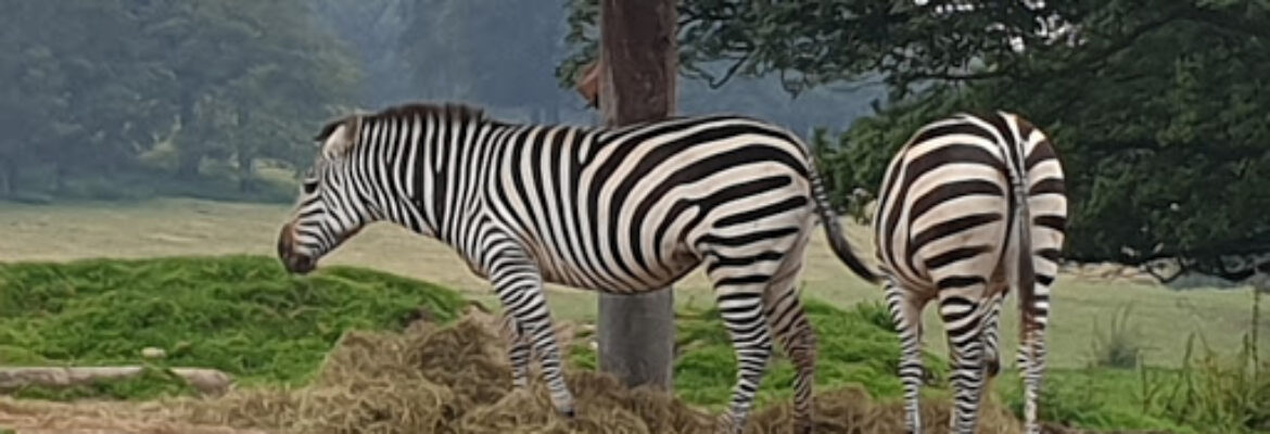 Knowsley Safari