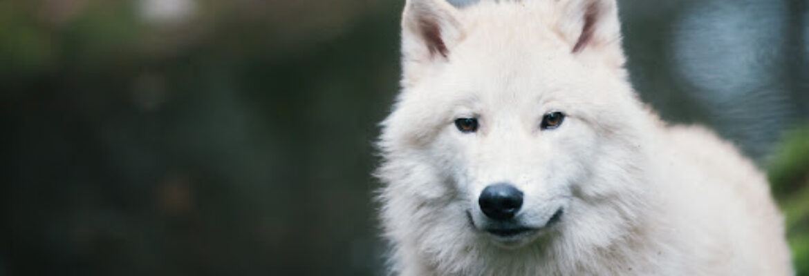 Northwest Trek Wildlife Park
