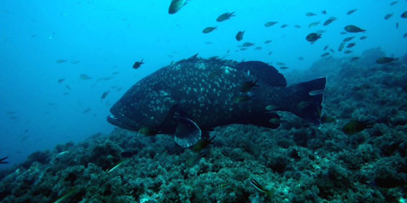 Scuba Elx