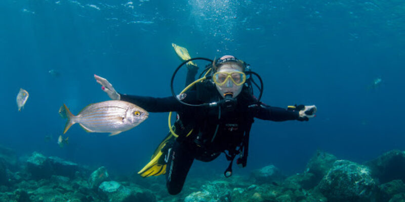 Delphinus Lanzarote