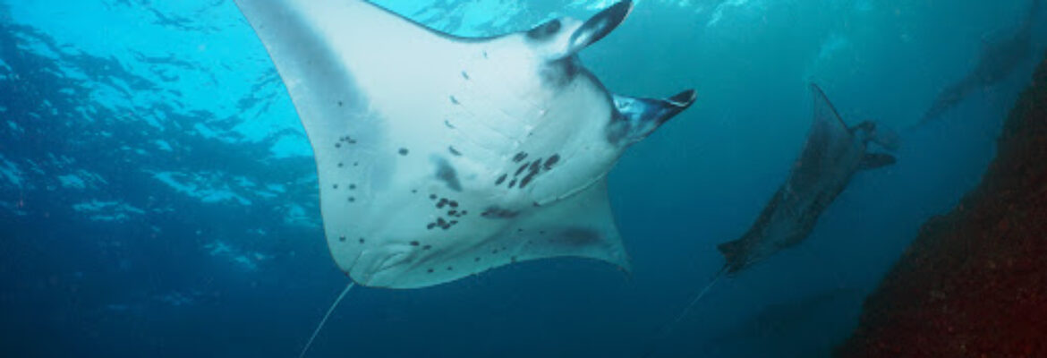 Manta Point