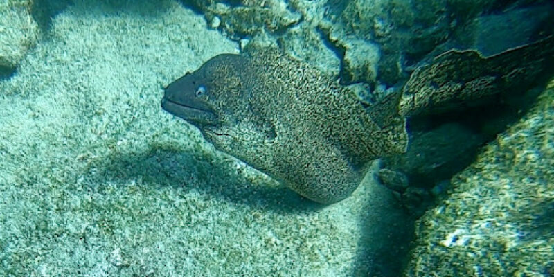 Erman Dive Center – Sea Garden Resort