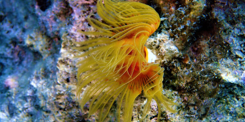 Sarigerme Diving Center