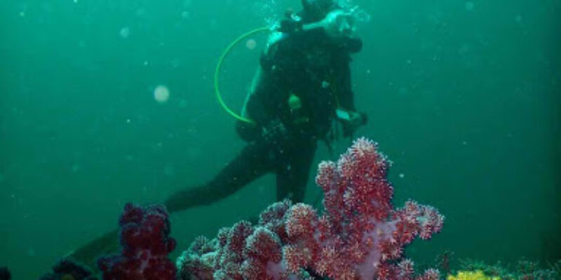 Holiday Diving Korea