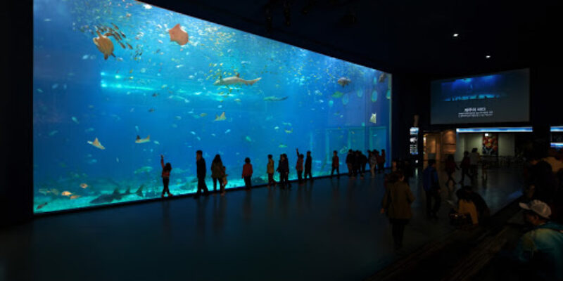 Jeju Dive Aqua Planet
