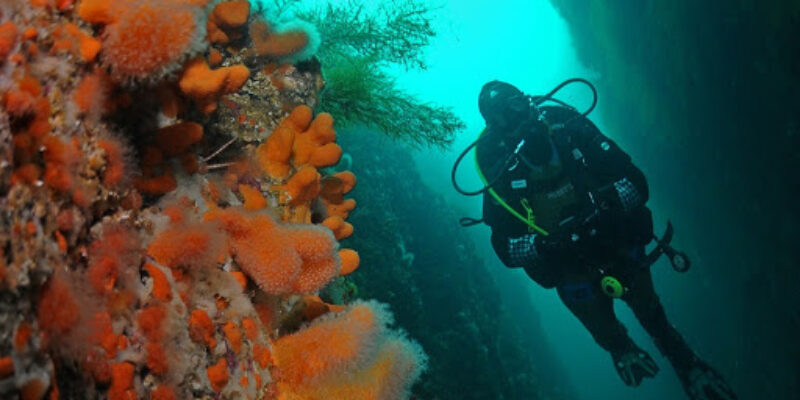 Lofoten Diving AS