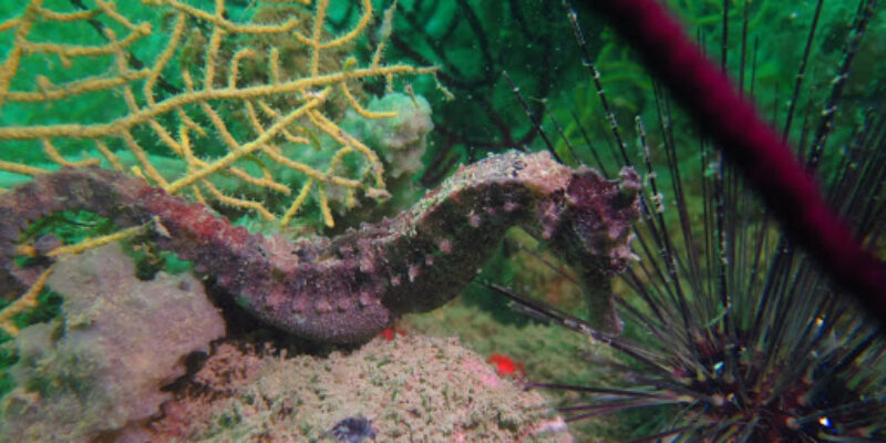Langkawi Scuba