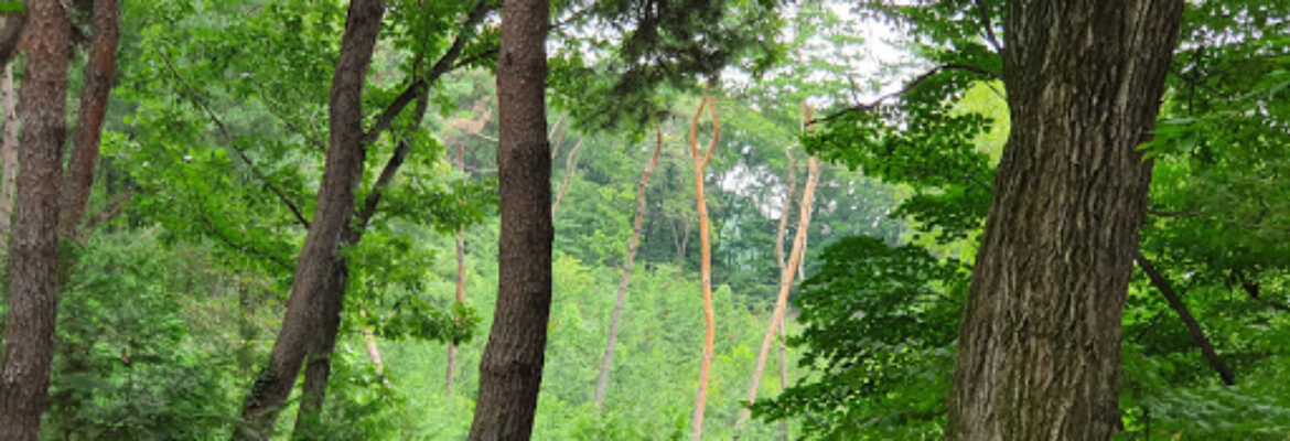 Yongin Nature Recreation Forest