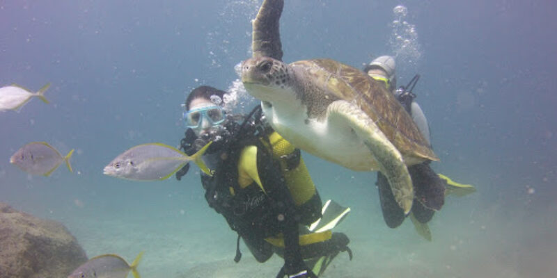 Ocean Trek – Tenerife