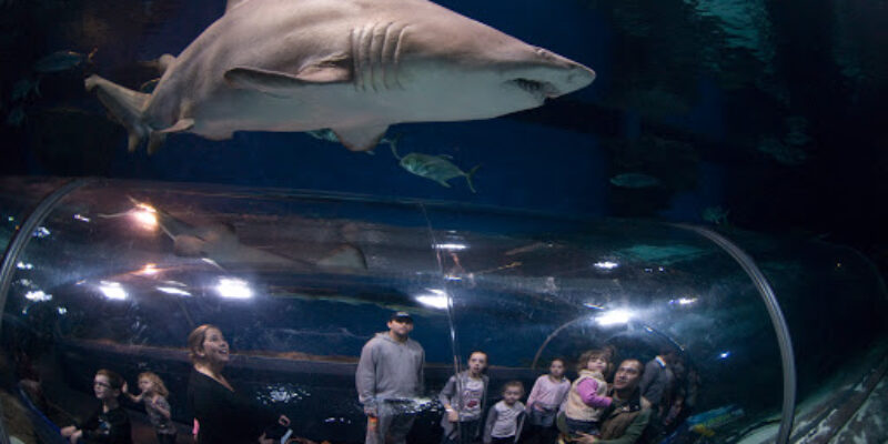 Blue Planet Aquarium