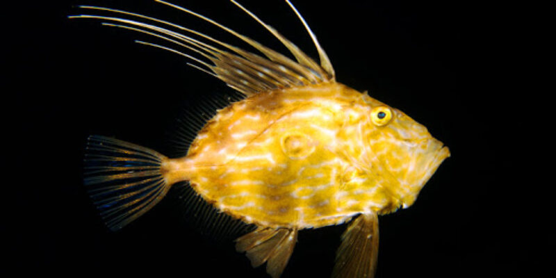 Diver Below