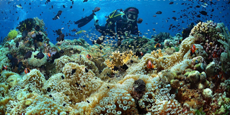 Aquatica Dive Resort