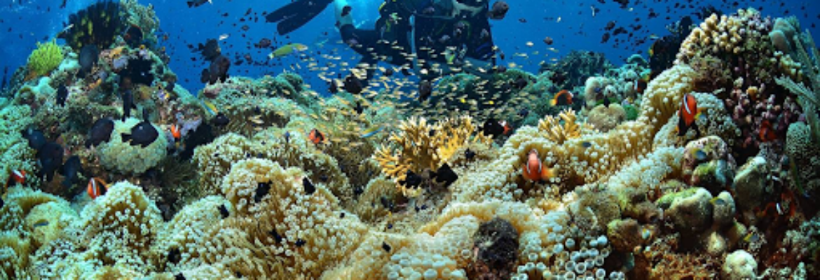 Aquatica Dive | Timor Leste / East Timor