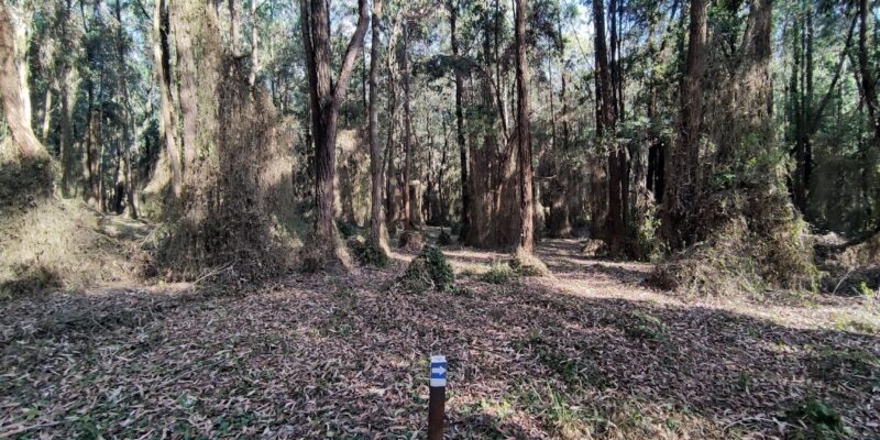 Sigiria – Karura Forest