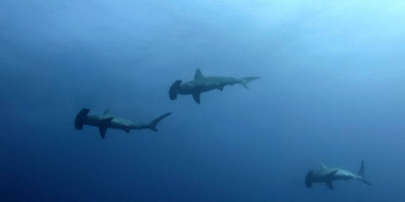 Emperor Divers – Red Sea Fleet