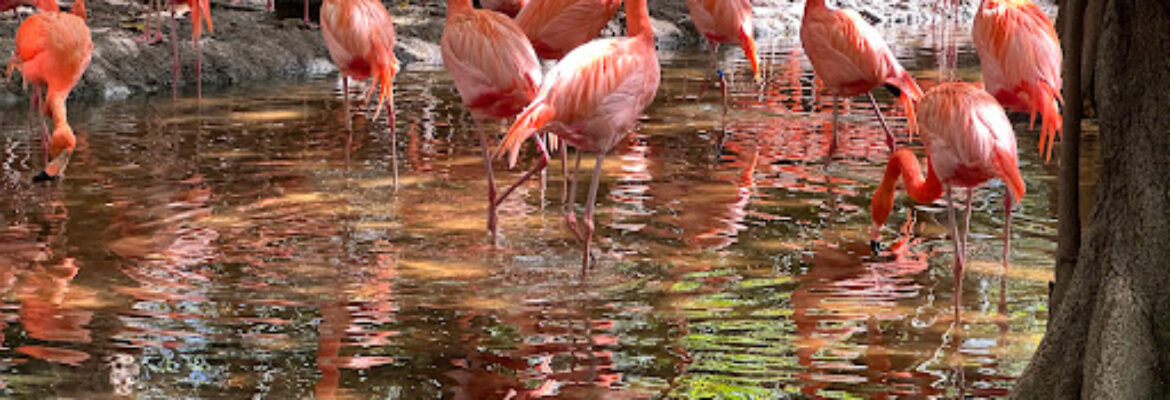 Jungle Island