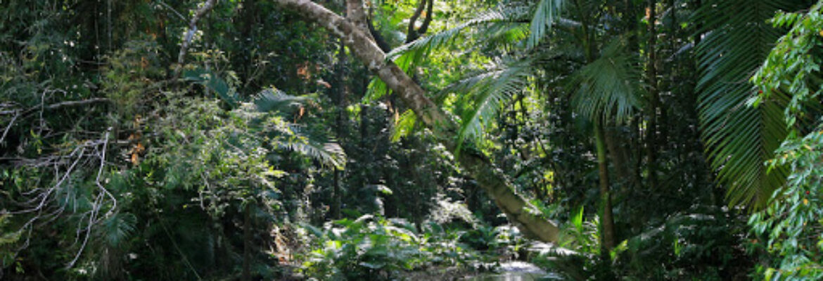 Daintree Rainforest