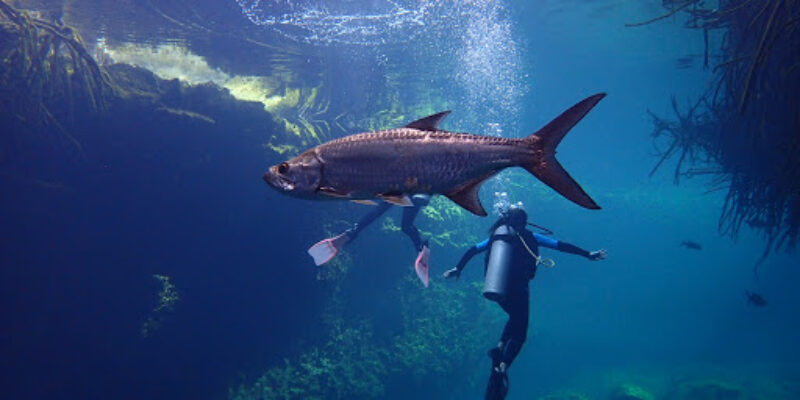 Tankah Divers Tulum