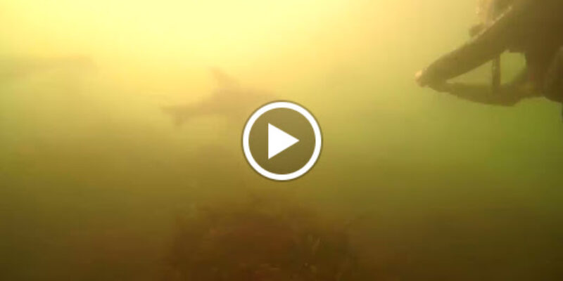 Scuba Divers Uruguay