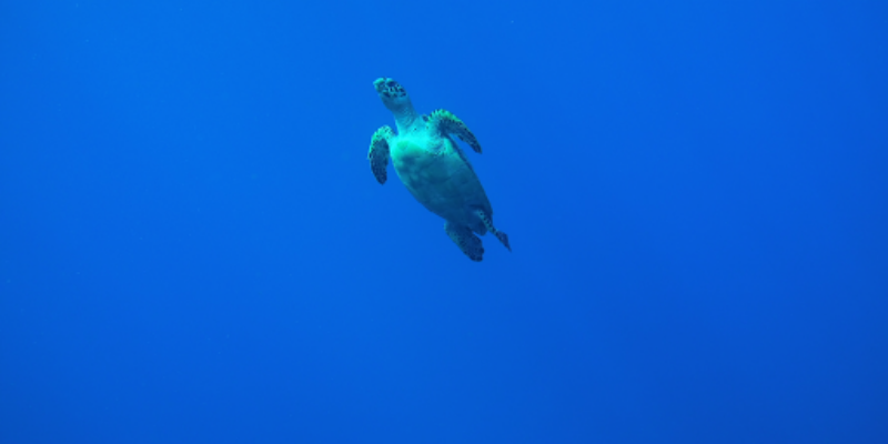 Scuba-Commander Inc