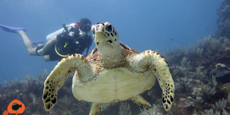 Pocna Dive Center