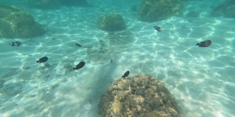 Paradis Diving