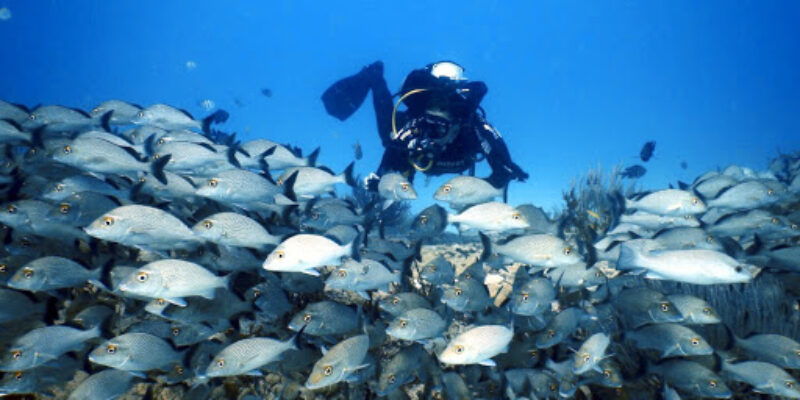 DiveMex