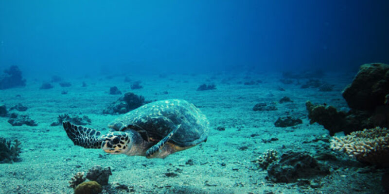 Shulamit’s Eilat Diving Adventures