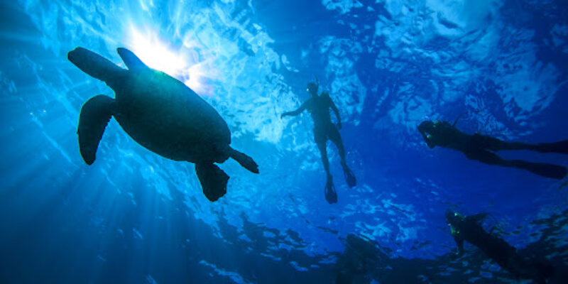 Living Ocean Scuba