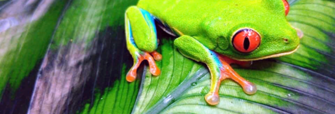 Conchal Adventures Costa Rica