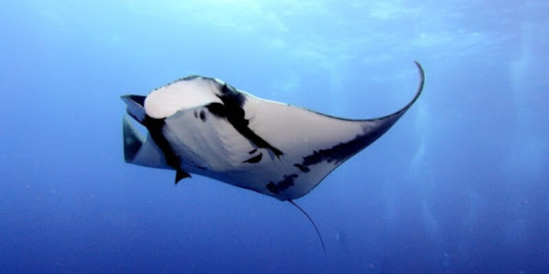 Sea Dragon Dive Center