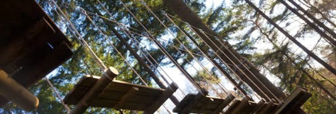 Treetop climbing Achterhoek