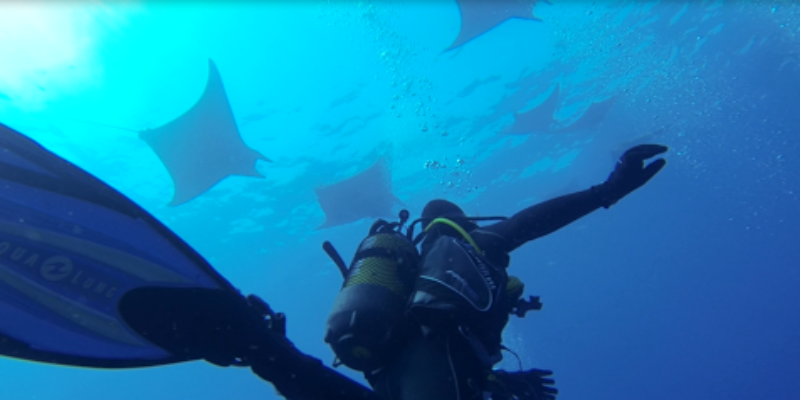 The Green Shark