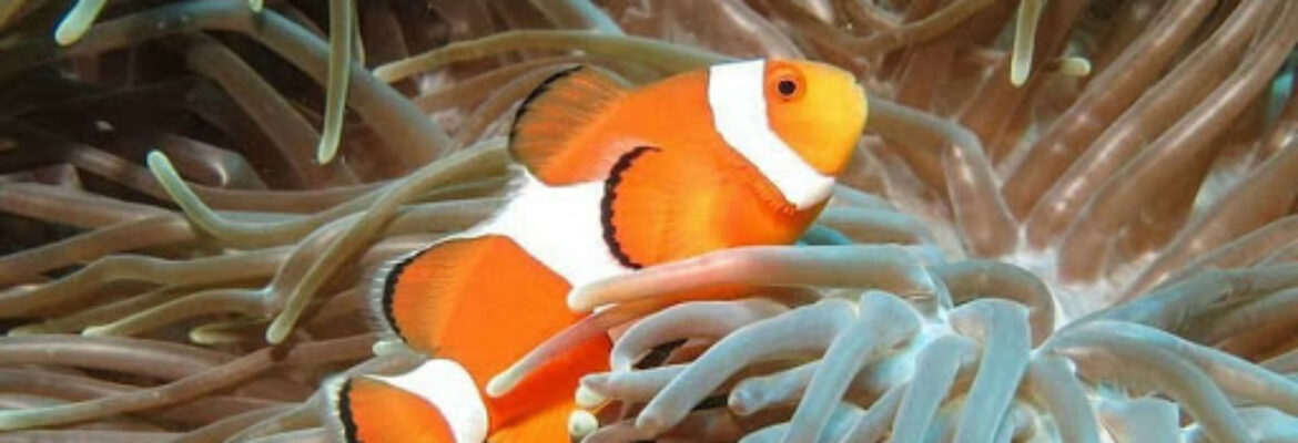 Indo Divers Lembongan