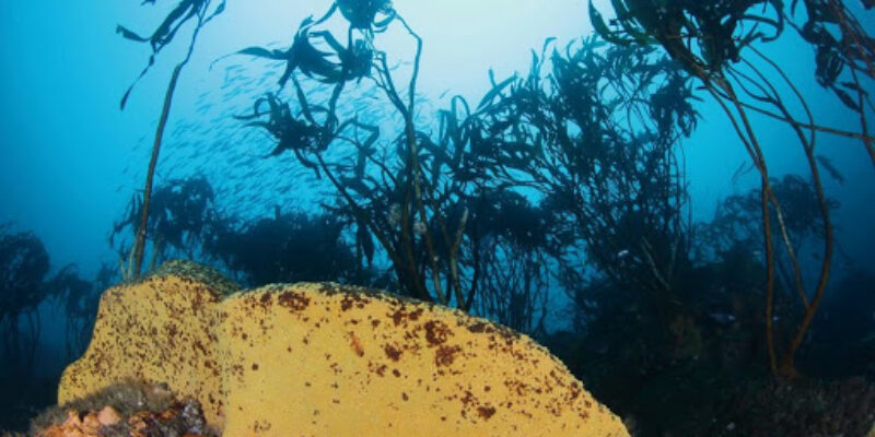 Centro de Buceo Pichidangui