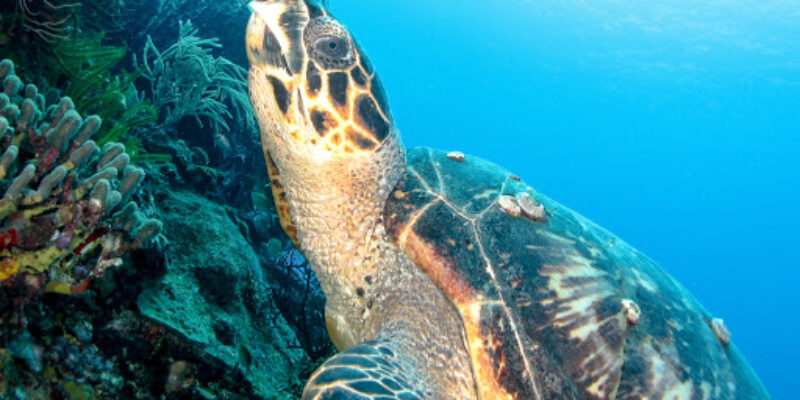 Eastern Caribbean Diving
