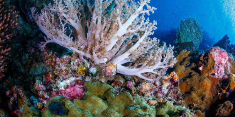 Tioman Dive Centre