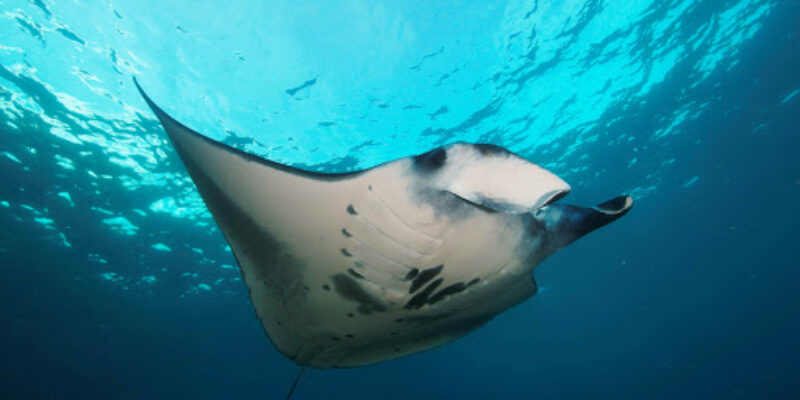 Tamarind Divers Lembongan