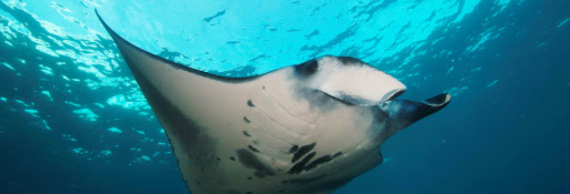 Tamarind Divers