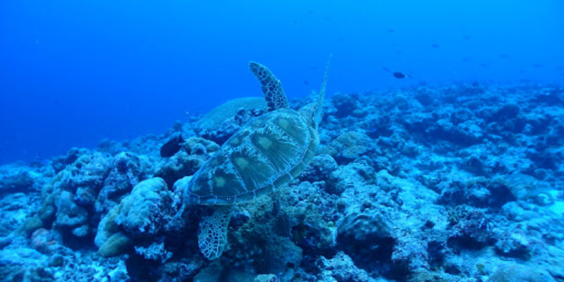 Palau Pacific Dive Center