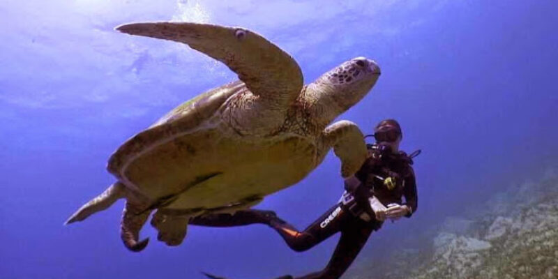 Reef Oasis Dive Club Beach