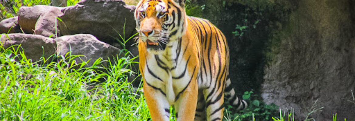 Furesa