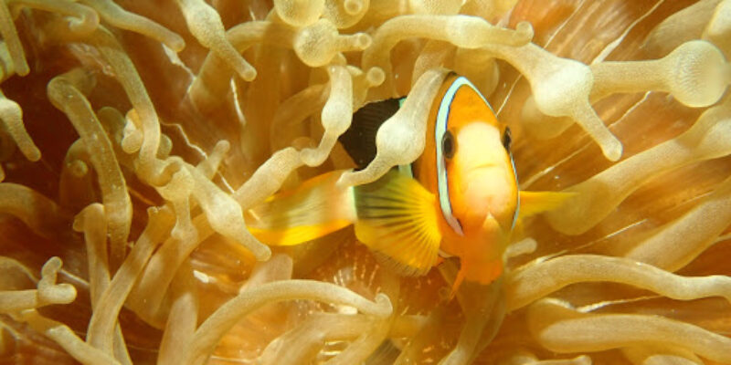 Medusa Diving Club